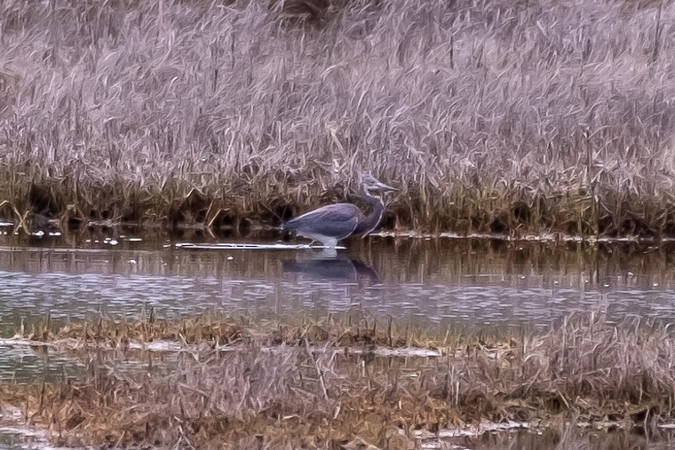 Tricolored Heron - Scott Dresser