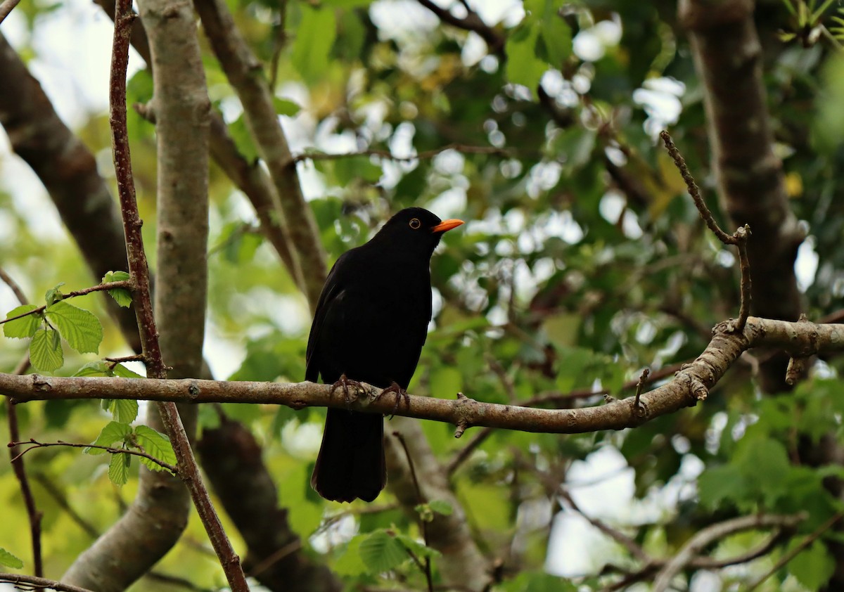 Eurasian Blackbird - ML230041501