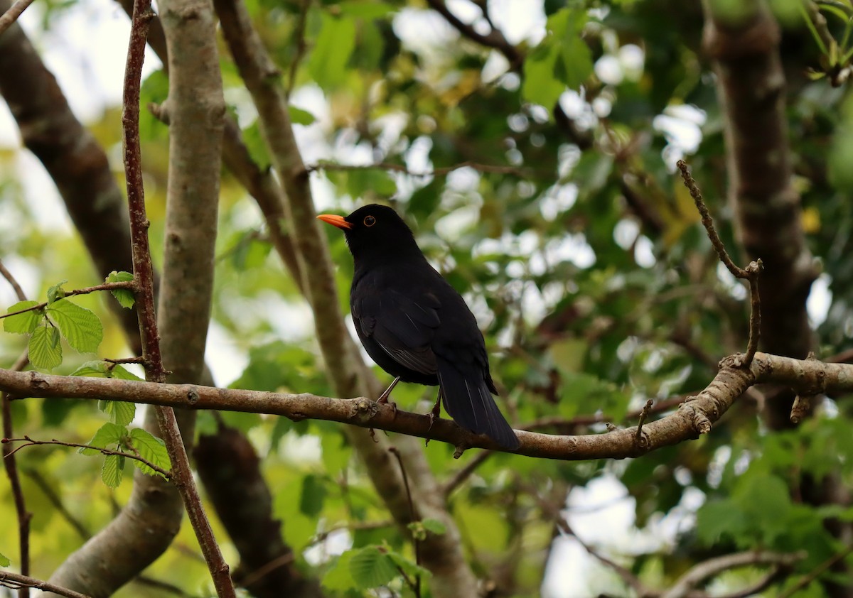 Eurasian Blackbird - Derek  O Driscoll