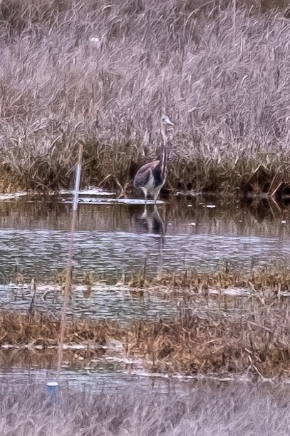 Tricolored Heron - Scott Dresser