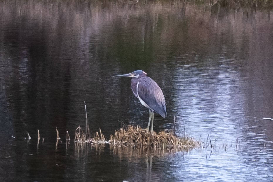 Tricolored Heron - Scott Dresser