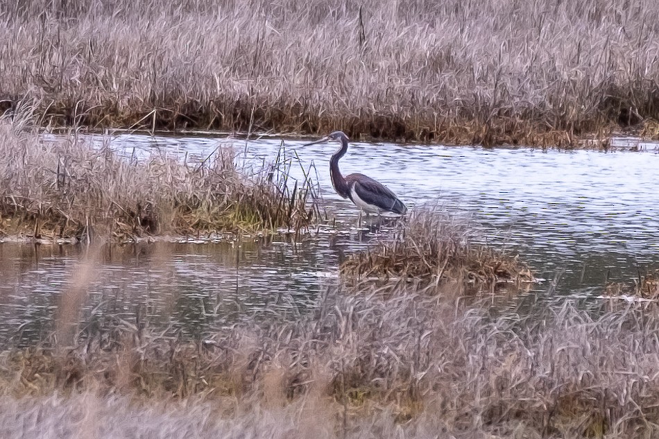 Tricolored Heron - Scott Dresser