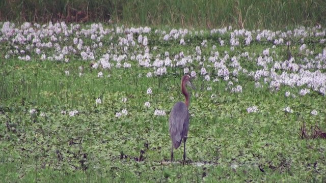 Goliath Heron - ML230046471