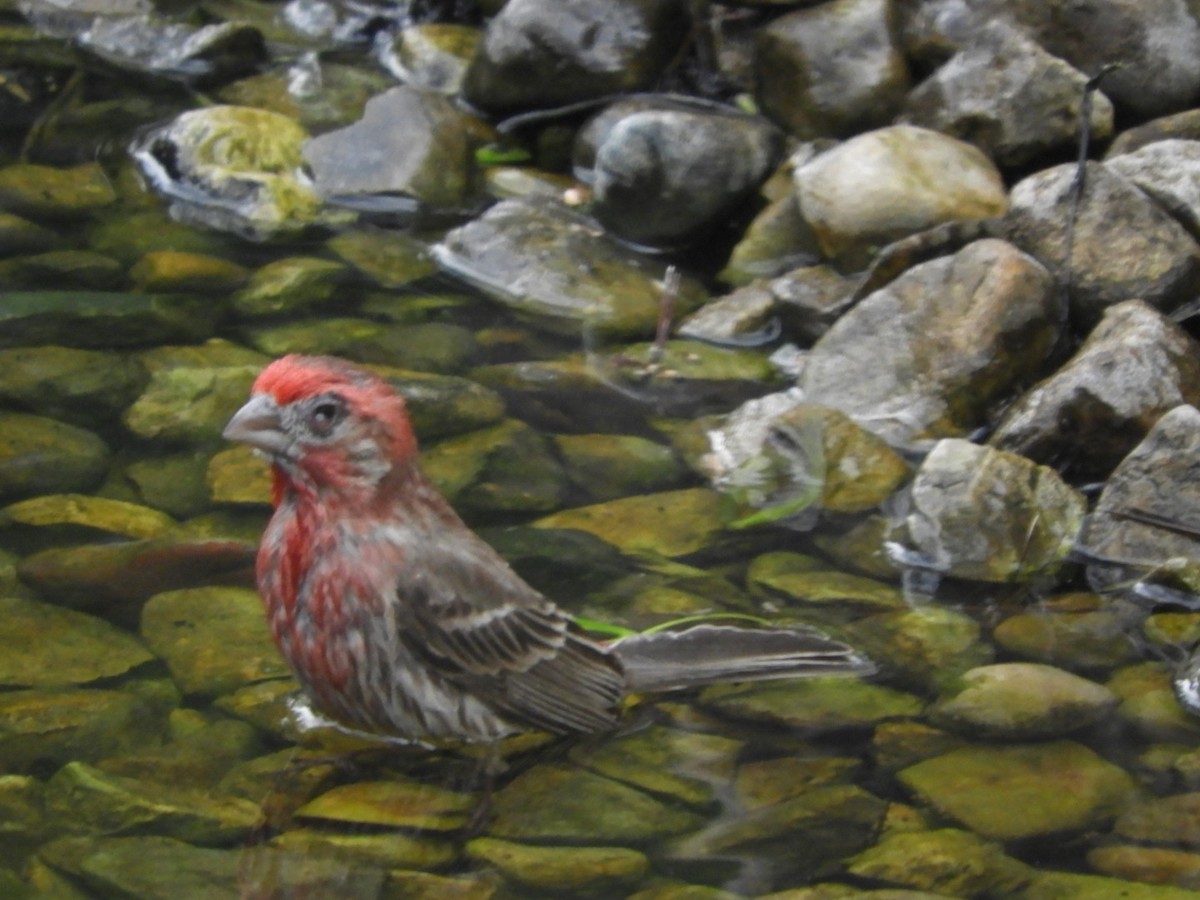 House Finch - ML230046821