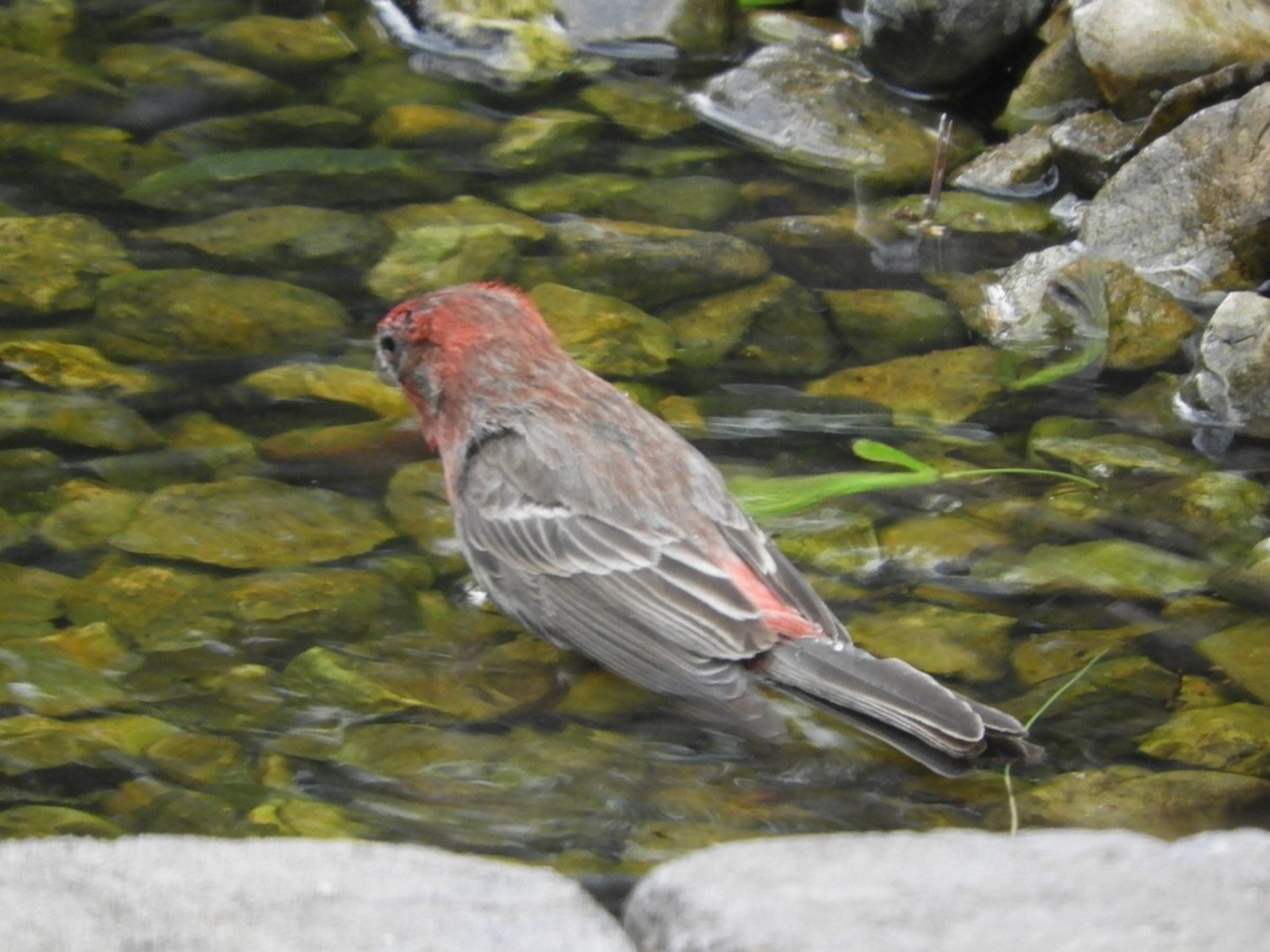 House Finch - ML230046831