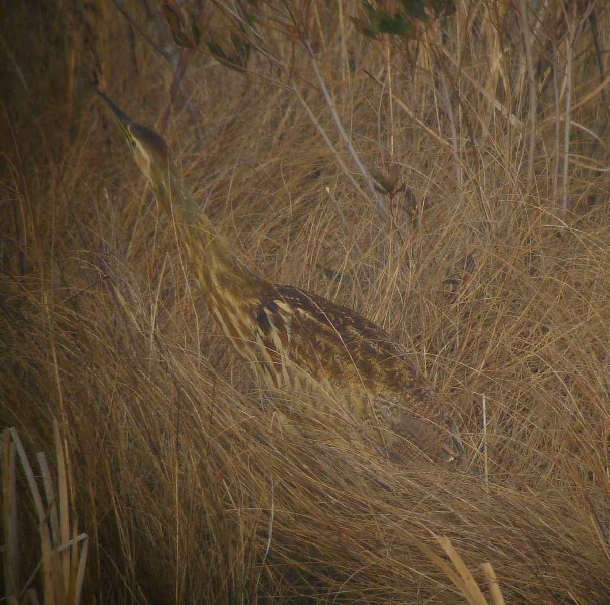 American Bittern - ML23004731