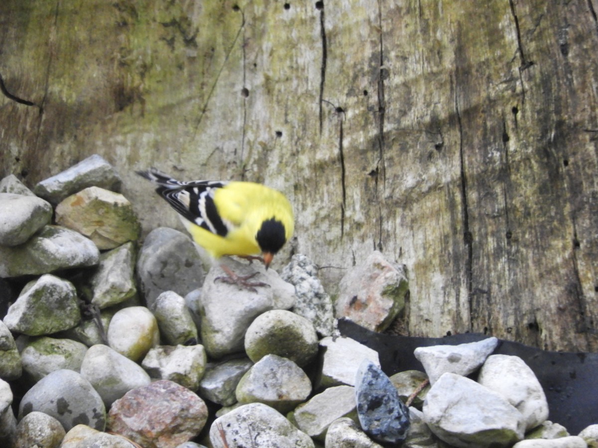 Chardonneret jaune - ML230047761