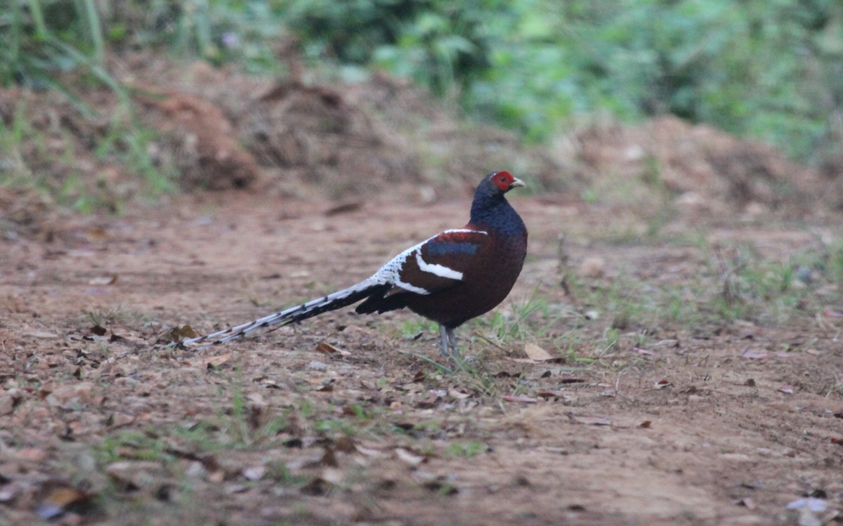 Mrs. Hume's Pheasant - ML230047941