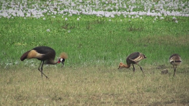 Gray Crowned-Crane - ML230048231