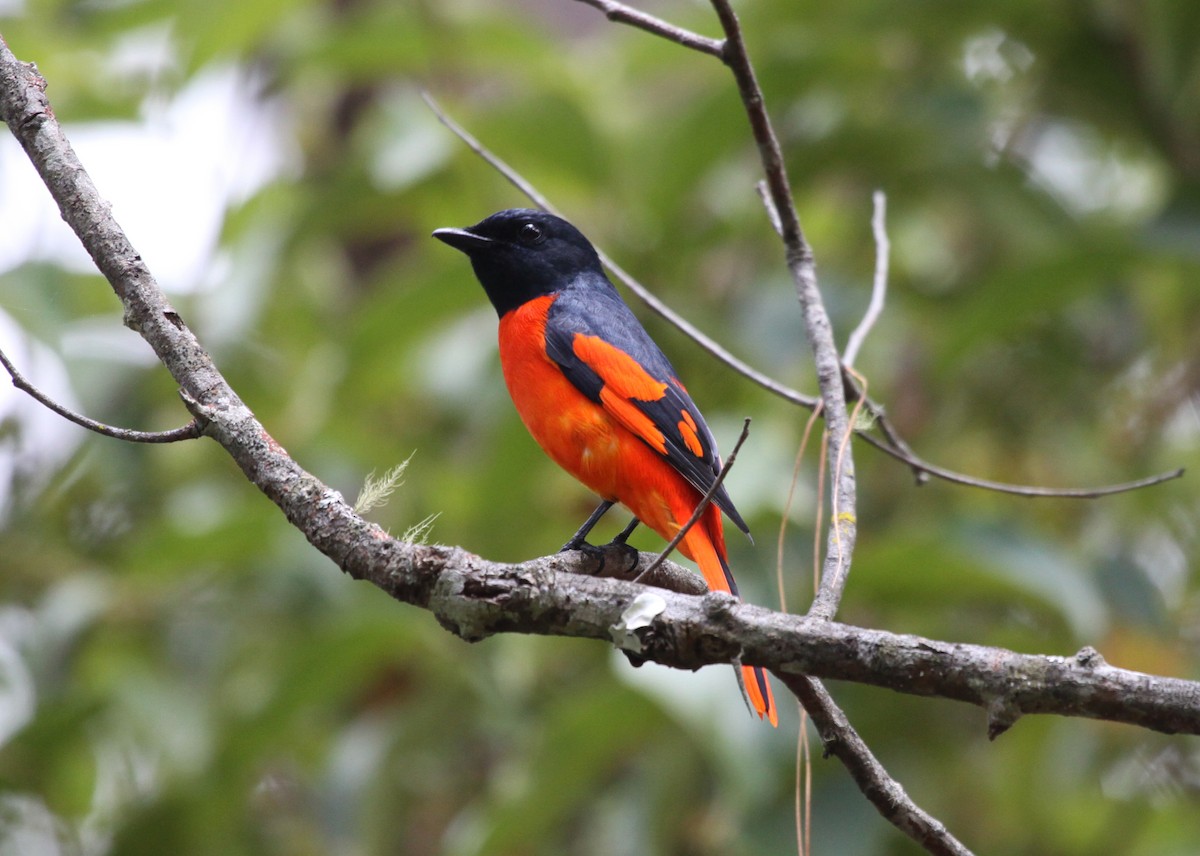 赤紅山椒鳥 - ML230048301