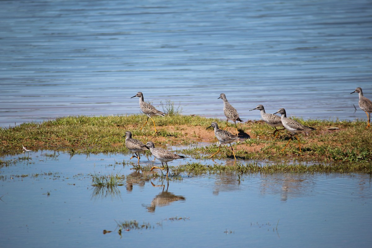 Lesser Yellowlegs - ML230049231
