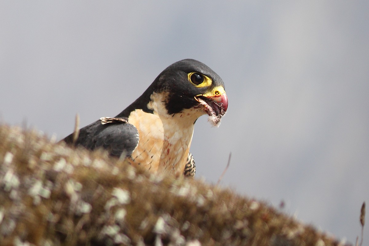 Peregrine Falcon - ML230049351