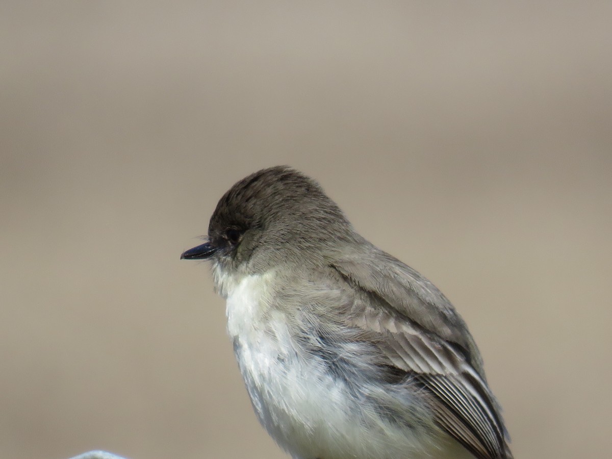 Eastern Phoebe - Luc Poulin