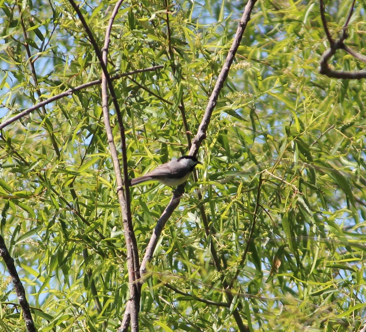 Carolina Chickadee - ML230050181