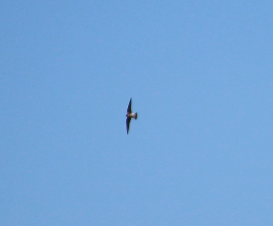 Northern Rough-winged Swallow - ML230051331
