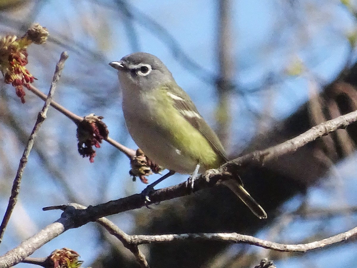 Blue-headed Vireo - ML230052271