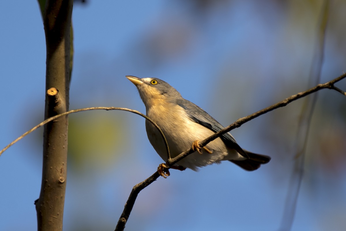 Hooded Tanager - ML230052881