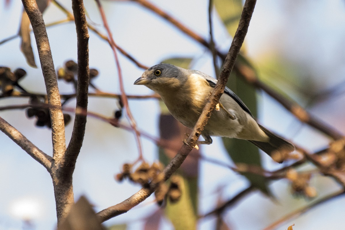 Hooded Tanager - ML230052891