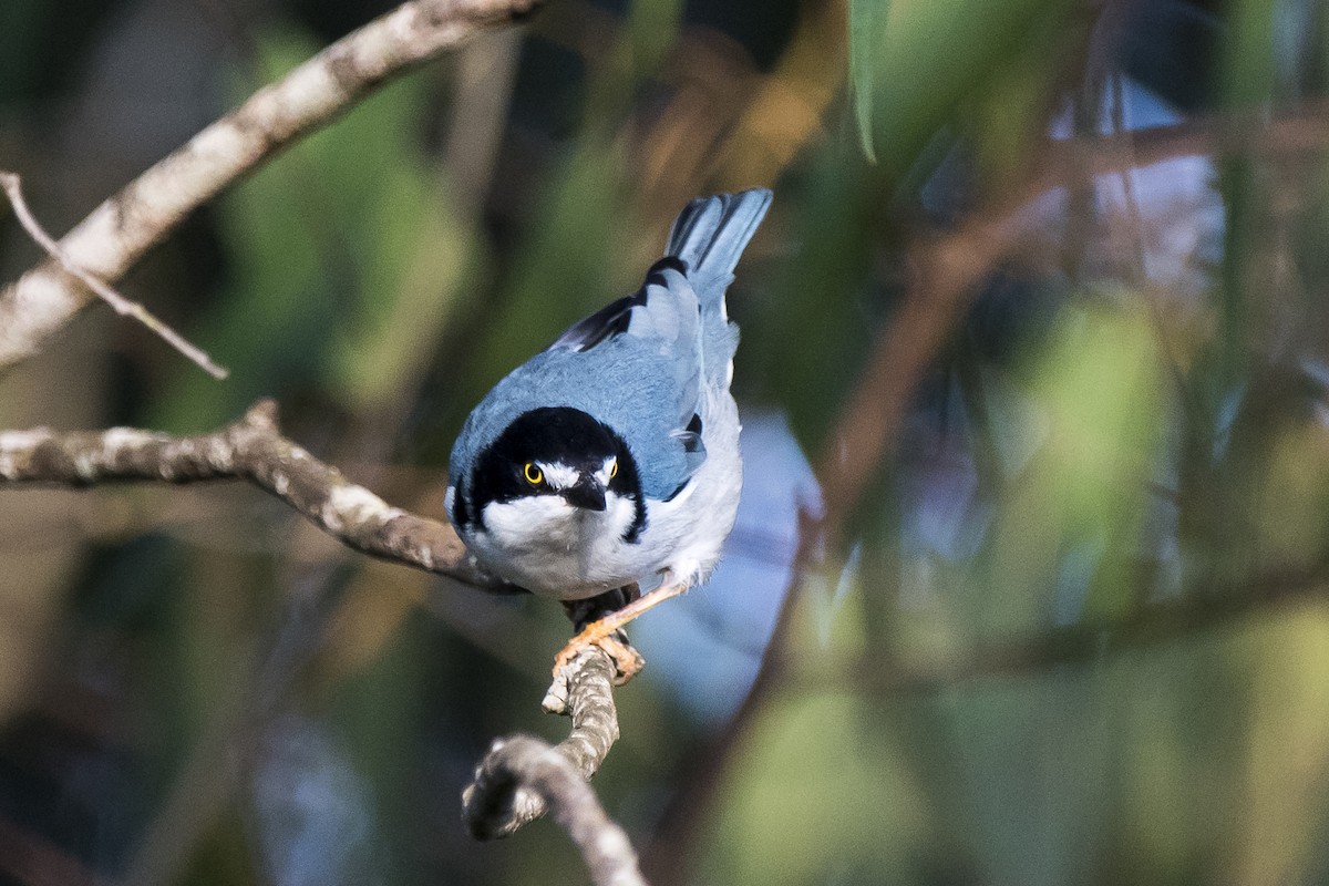 Hooded Tanager - ML230052921