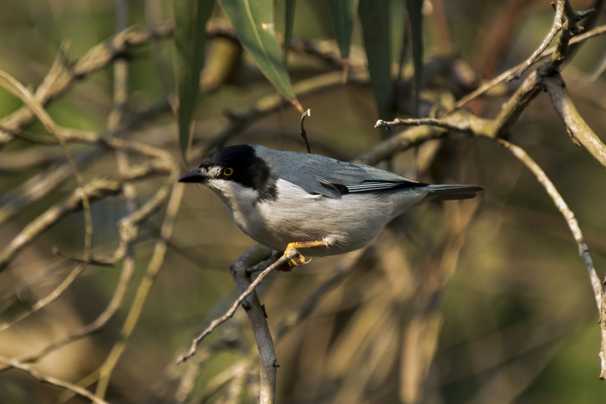 Hooded Tanager - ML230052941