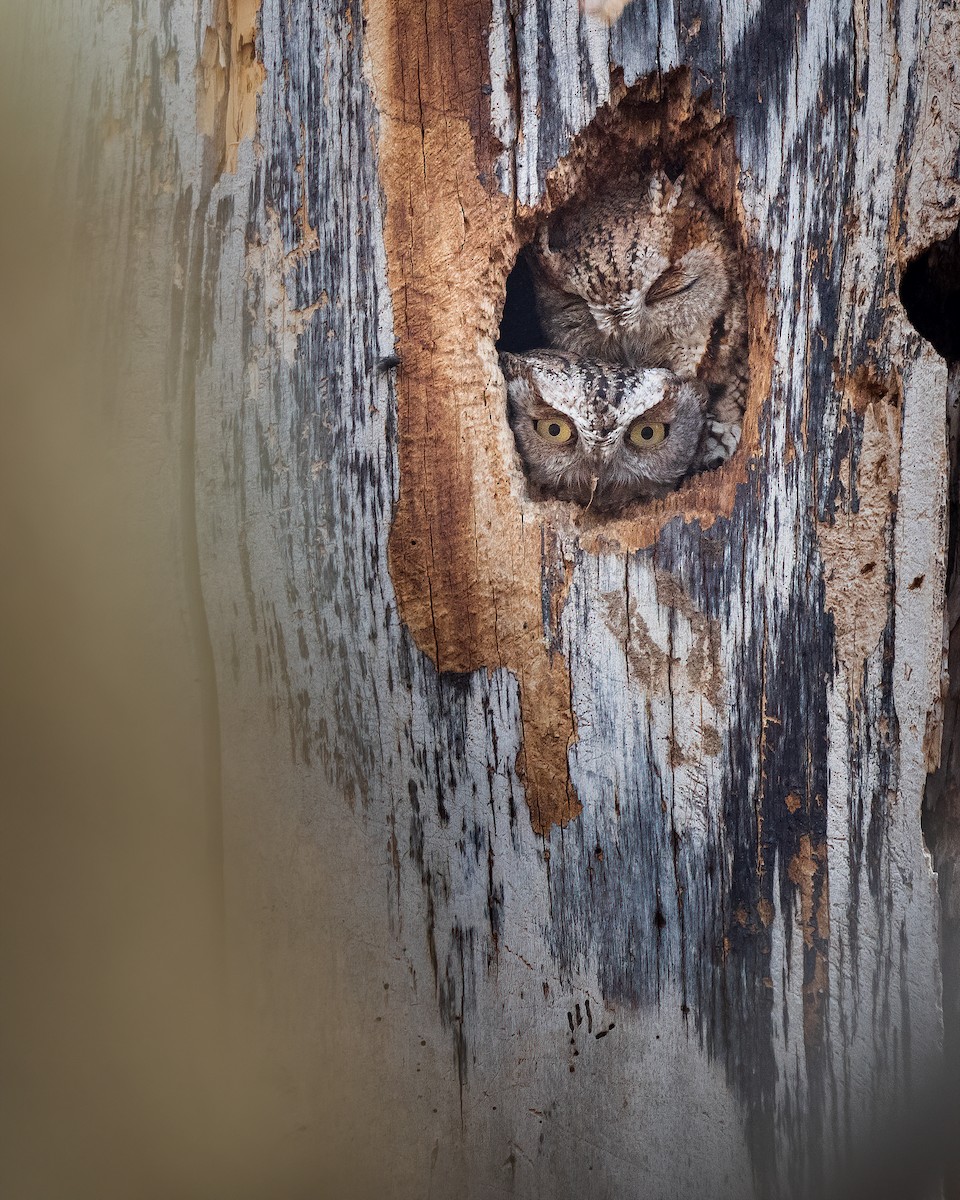 Eastern Screech-Owl - Kyle Tansley