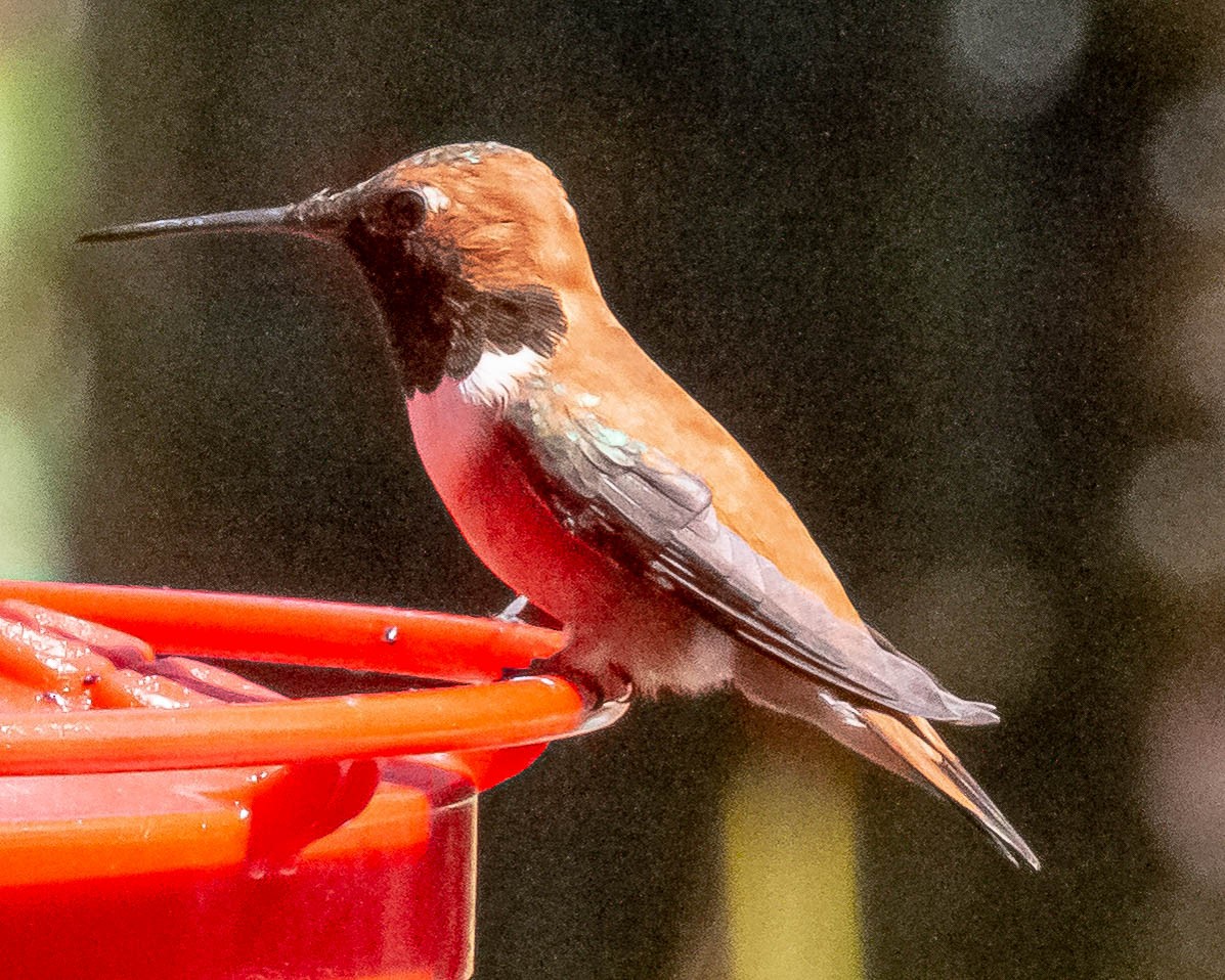 Rufous Hummingbird - ML230054491