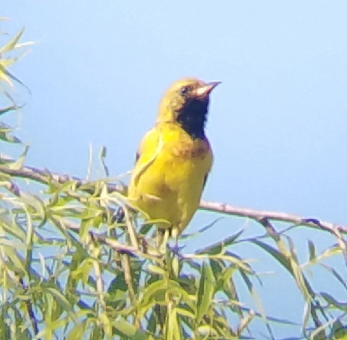 Orchard Oriole - ML230055111
