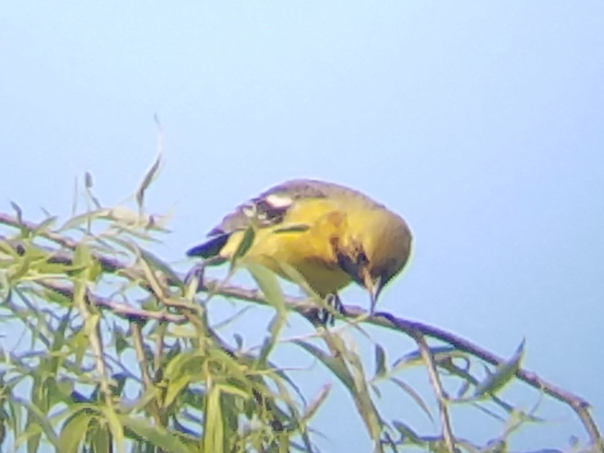 Orchard Oriole - ML230055211