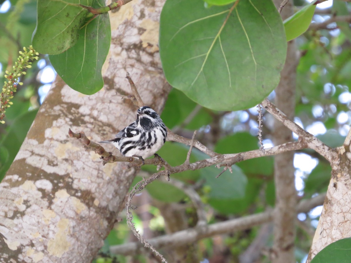 Black-and-white Warbler - ML230059701