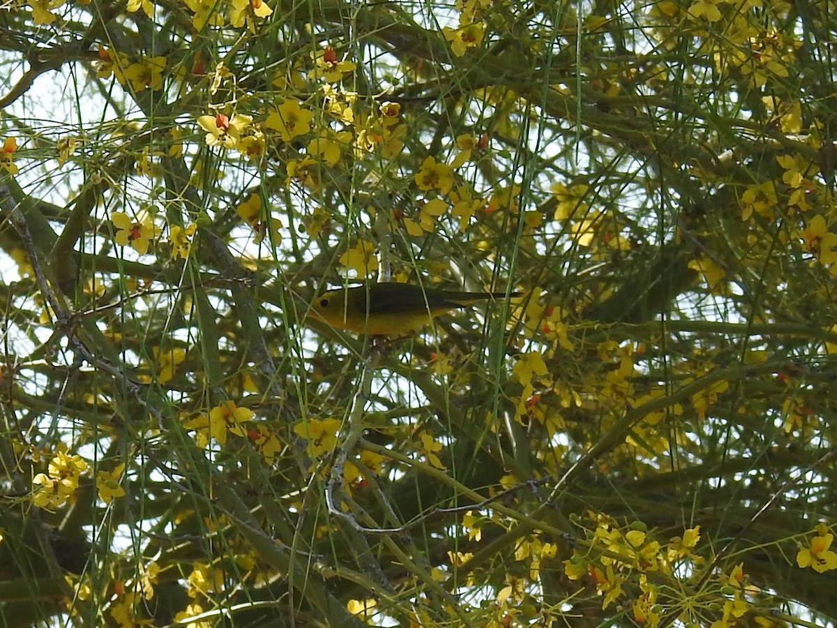 Wilson's Warbler - ML230060081