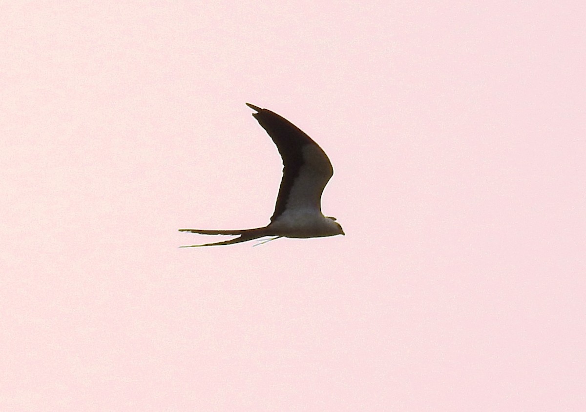 Swallow-tailed Kite - ML230060201