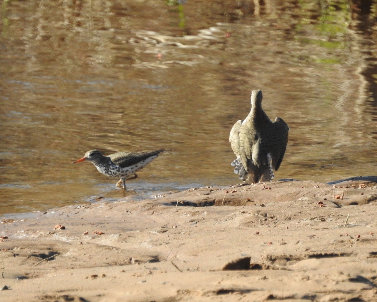 Spotted Sandpiper - ML230060241