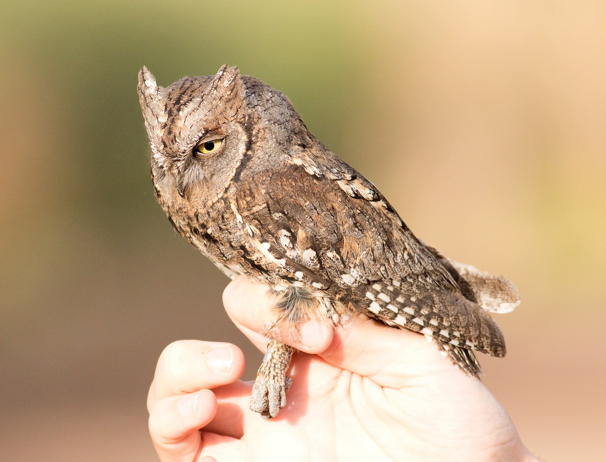 Eurasian Scops-Owl - Daniel Branch