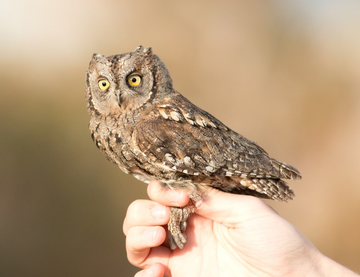 Eurasian Scops-Owl - Daniel Branch