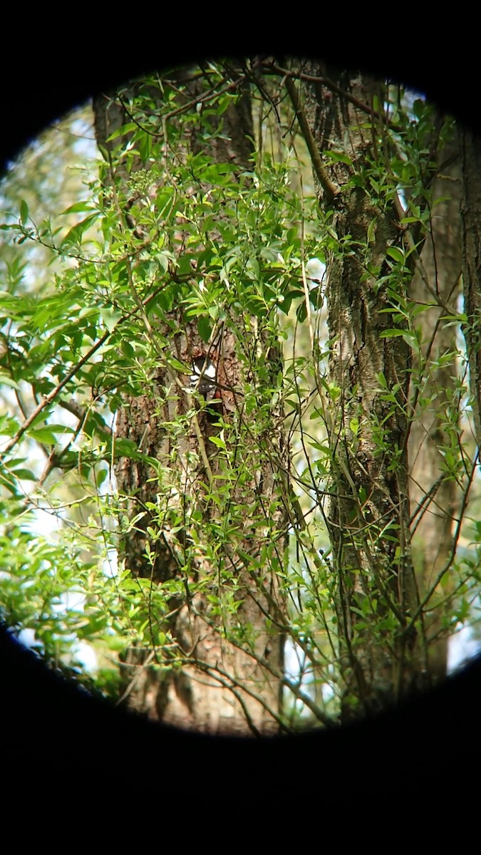 Great Spotted Woodpecker - ML230061461