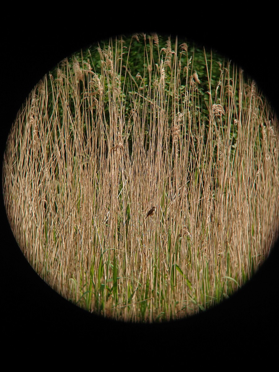 Common Reed Warbler - ML230061711