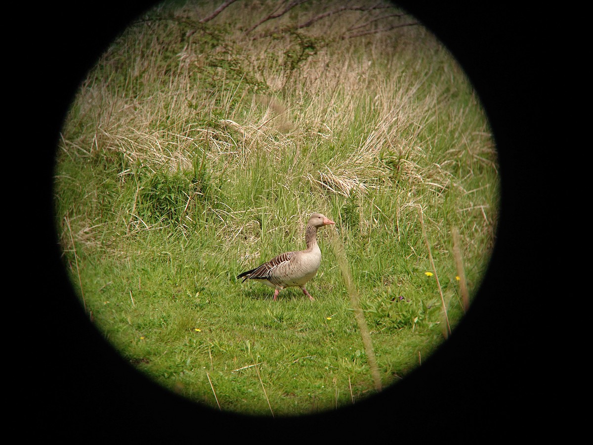 Graylag Goose - ML230062261