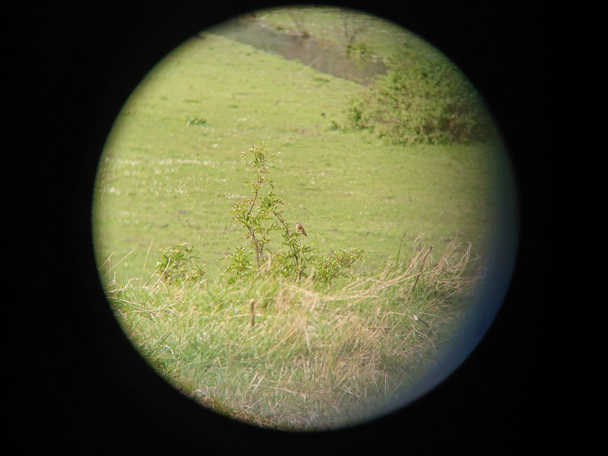 Eurasian Linnet - ML230062701
