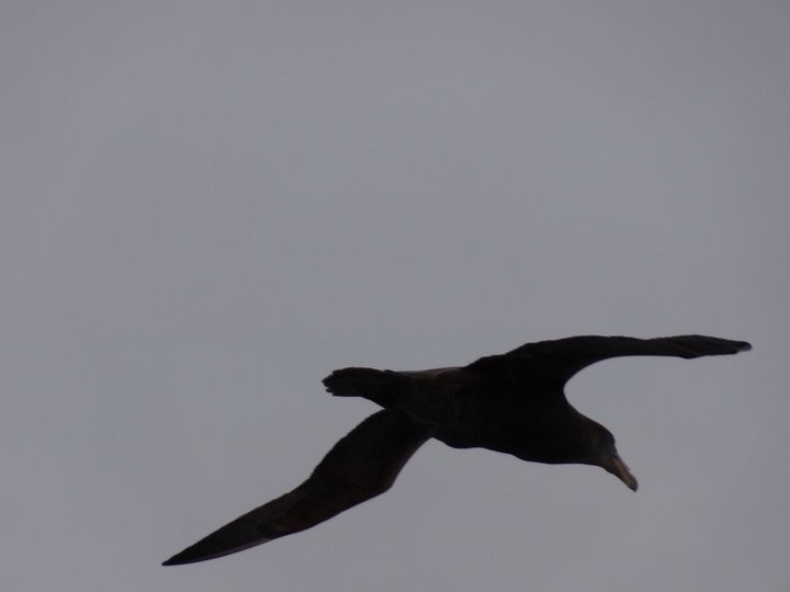 Southern Giant-Petrel - ML230063361