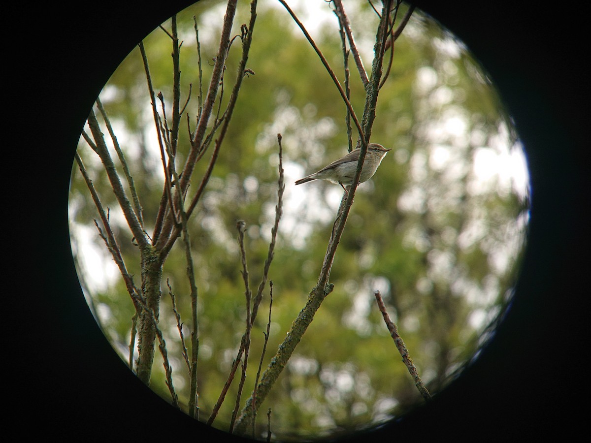 Common Chiffchaff - ML230063551