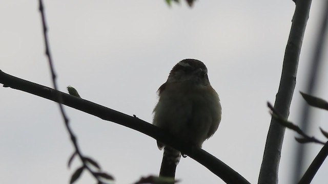 Carolina Wren - ML230063861