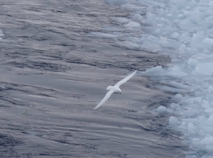 Snow Petrel - ML230063971