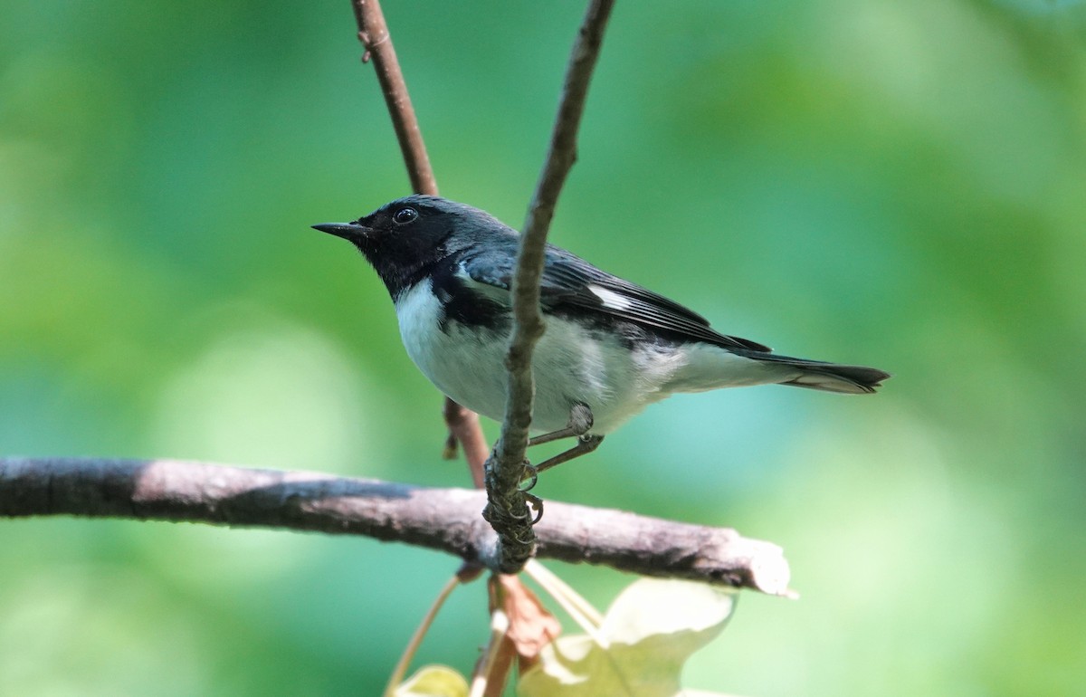 Black-throated Blue Warbler - ML230064591