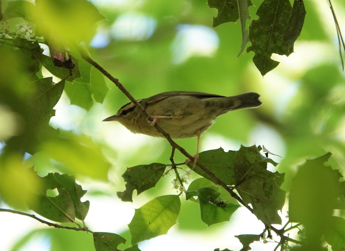 Worm-eating Warbler - ML230064721