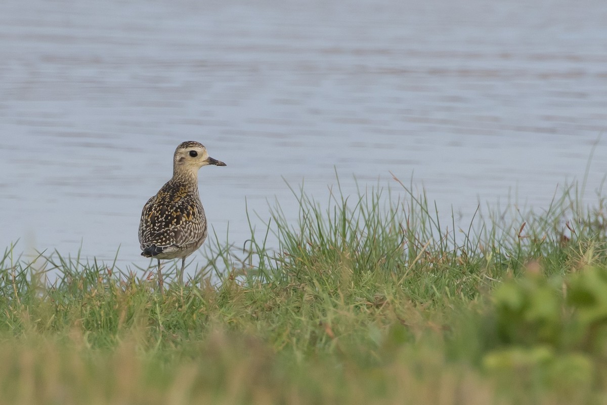 Pacific Golden-Plover - ML230064791