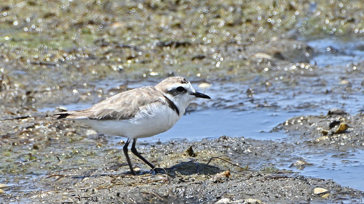 Kentish Plover - ML230065981