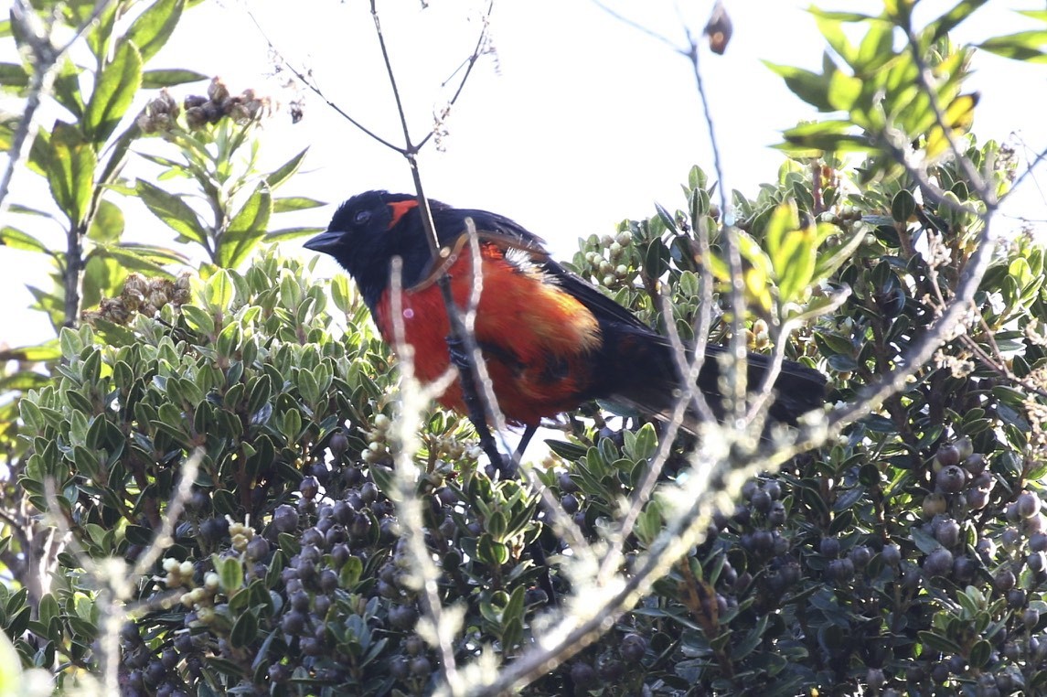 Tangara Ventriescarlata - ML23006651