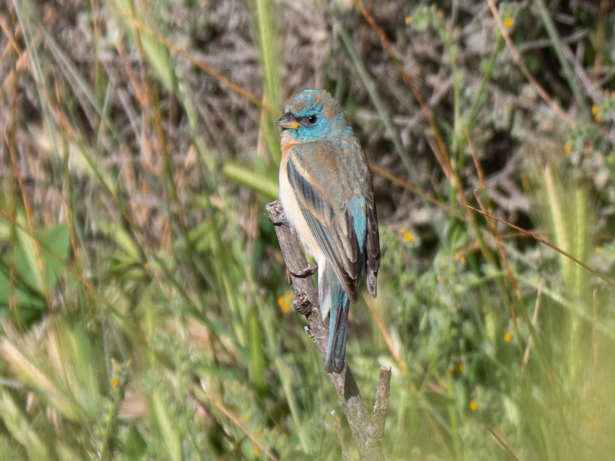 Lazuli Bunting - ML230068431