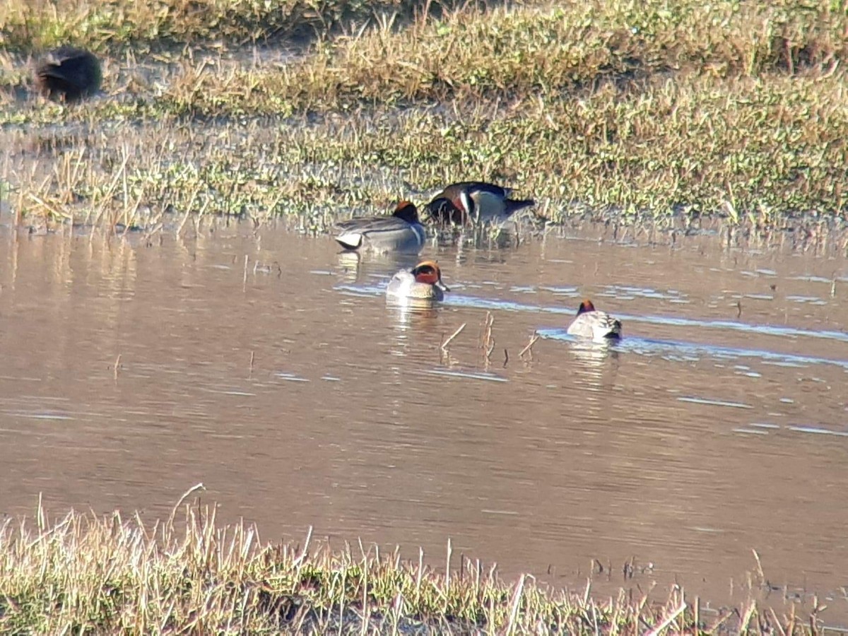 Green-winged Teal - élaine bouchard