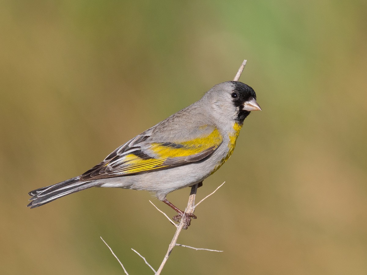 Lawrence's Goldfinch - Will Knowlton